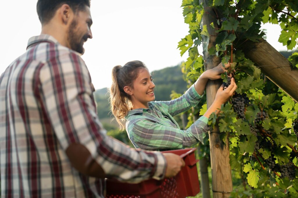 Winegrowers harvesting grapes in vineyard