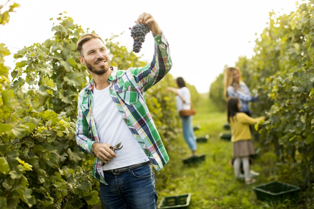 Young man in the vineyard